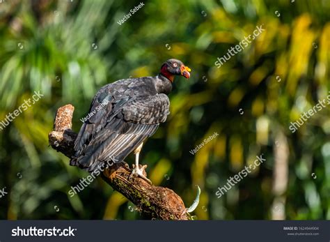 King Vulture Sarcoramphus Papa Large Bird Stock Photo 1624944904
