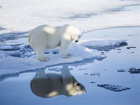 Population Changes In Polar Bears Protected But Quickly Losing