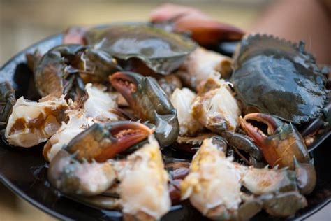 The stone crab, also known as the florida stone crab, is fished from the north atlantic ocean. How to Reheat Stone Crab Claws | LEAFtv