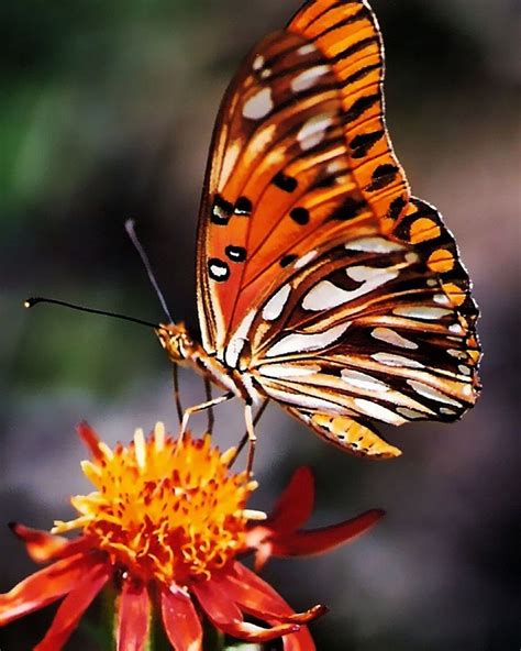 borboleta | Beautiful butterfly photography, Butterfly pictures 