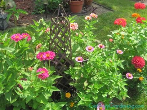 In order to achieve the best results, plant your seeds follow the instructions on the back of your seed packet and provide plenty of light and water to your growing seedlings. 13 Easy Annual Flowers To Grow From Seed (With images ...