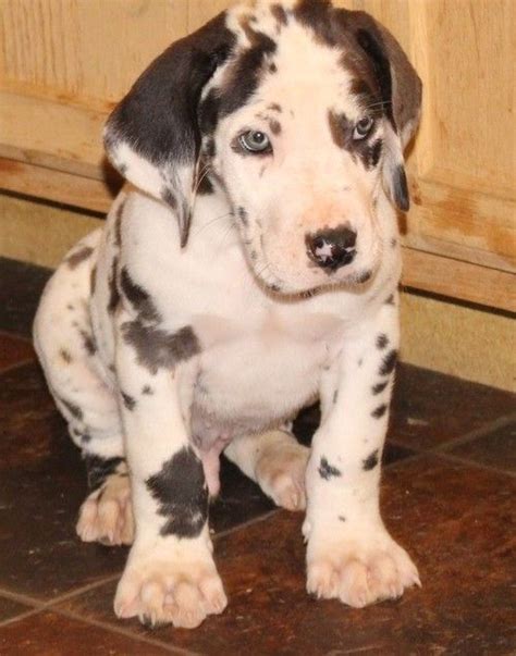 If you want blue harlequin great dane puppies for sale then you have come to the right place. Great Dane Puppies For Sale | Daytona Beach, FL #254378