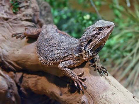 Bearded Dragon Breed Information Costs And Care Guide Uk Pets