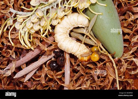 Array Of Aboriginal Bush Tucker Food Witchetty Grub And Honey Ants