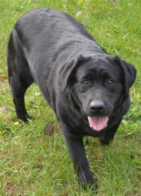 Your new black labrador retriever puppy had you at first woof. Black Female English Labrador Retriever, Kadi - Winter ...