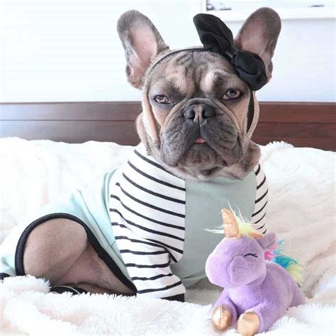 What colors do french bulldogs come in? Do you want to know about the rarest colours of the French ...