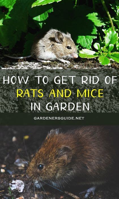 What's the best way to get rid of dassies? How To Get Rid Of Rats And Mice In Your Garden in 2020 ...