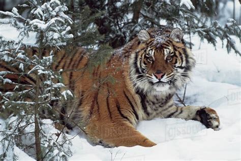 Siberian Tiger Panthera Tigris Altaica Reclines In Snow At Forest