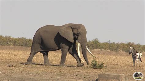 Tracking The Largest Elephant Tusker Alive Nwendlamuhari Youtube