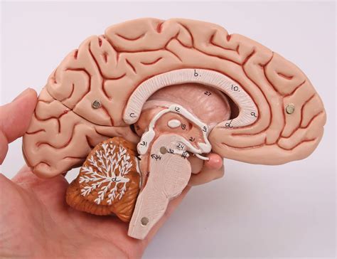 3b Scientific Human Anatomy Classic Brain Model 5 Part Free