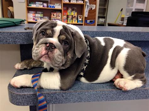 Jonsey Blue Tri English Bulldog Cannot Wait To Get Puppies From This