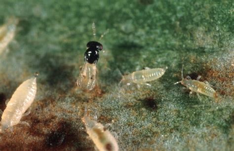 Western Flower Thrips Applied Biological Control Research