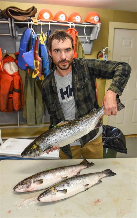 Broken Pipe Releases Farmed Salmon Into Bay Of Fundy The Calais