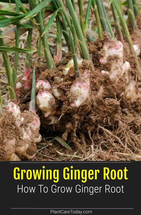How To Grow Ginger Root Gardeninbloom Com