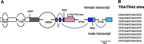 C Hominivorax Doublesex Gene Organization And Sex Specific