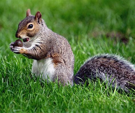 How Do Squirrels Eat Dahlia Bulbs Pet