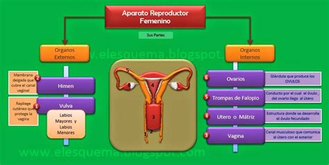 Aparato Reproductor Femenino Esquemas Diagramas Gráficos Y Mapas