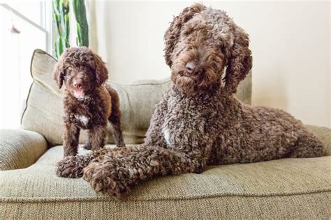The Best Poodle Mix To Suit Your Lifestyle Increasingly Popular Pets