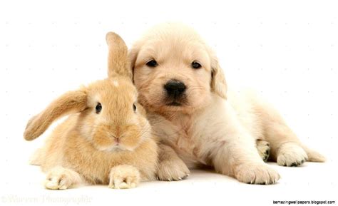 Puppy And Rabbit Wallpapers Wallpaper Cave