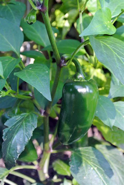 Combine the vinegar, 2/3 cup water, onions, salt, peppercorns and coriander in a small pot, bring to a boil, then reduce to a simmer and cook for 5 minutes. When to Harvest Jalapeno Peppers? My Organic Garden