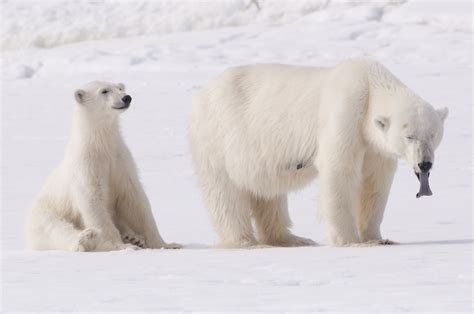 What Do Polar Bears Eat Lunch Abiewbr