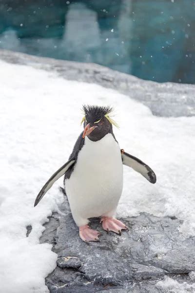 Rockhopper Penguin Standing On Snow — Stock Photo © Tuthelens 46615793