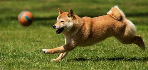If your puppy does not respond to these. How Much Exercise Does A Shiba Inu Puppy Need? With Examples