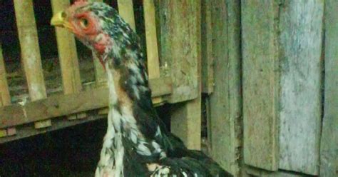 Jakarta (/ dʒ ə ˈ k ɑːr t ə /; AYAM BANGKOK TARUNG PERJUANGAN FARM: Ayam Bangkok Anakan ...