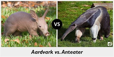 Contents1 Main Difference2 Aardvark3 Anteater4 Key Differences5 Video