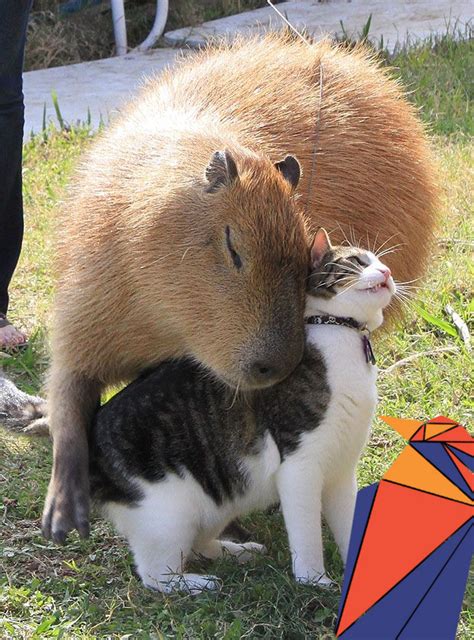 Capybara Blank Template Imgflip