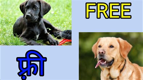 Adopting a pet is easy because we help match you with animals from local shelters. Free dog adoption 2020 free dog फ्री labrador by pets zoo ...