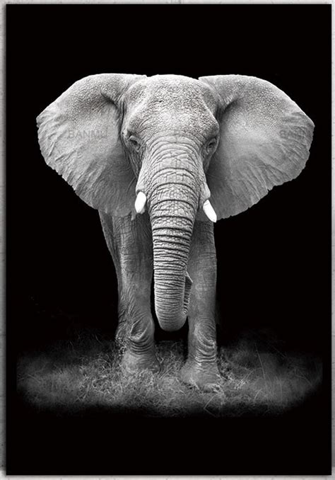 Create a beautiful black and white effect on your photo online! Black and White Animal Photography Wall Artwork | Canvas ...
