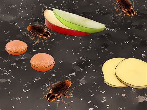 3 Ways To Attract Cockroaches Wikihow
