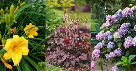 20 Perennials For Shade That Bloom All Summer With Pictures