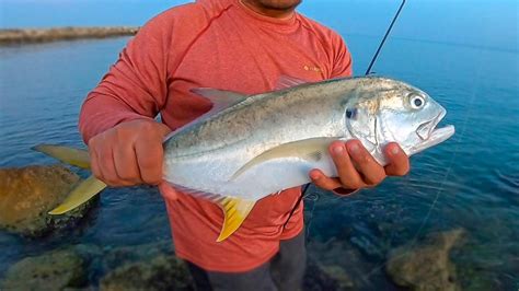 Un Buen Jurel🐟 Al Amanecer 💥 Pesca De Orilla En Progreso Yucatan Youtube