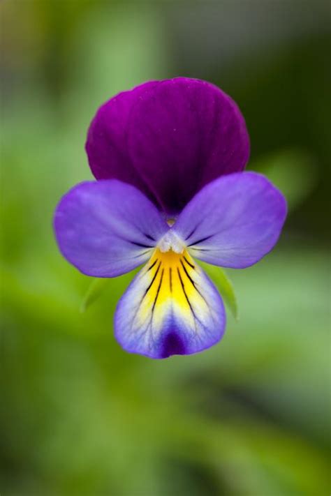 Viola Tricolor True Wild Form Seeds £225 From Chiltern Seeds
