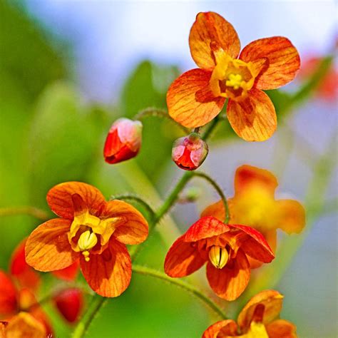 Spring Hill Nurseries Orange Queen Epimedium Live Bareroot Perennial