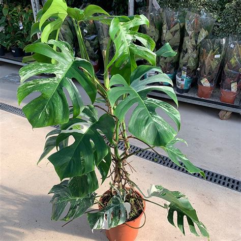 Buy swiss cheese plant Monstera deliciosa 'Variegata': Delivery by ...