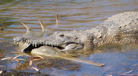 An Australian Freshwater Crocodile Eating A Large Tooth Sawfish In The