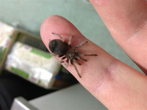 Spider taxonomy is that part of taxonomy that is concerned with the science of naming, defining and classifying all spiders, members of the araneae order of the arthropod class arachnida with about 46,000 described species. I ordered a Mexican Redknee Tarantula for my pet store; if ...