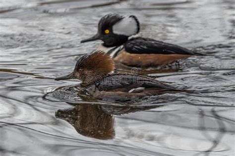 Female And Male Hooded Merganser Stock Image Image Of Wing Duck