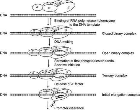 Transcription In Prokaryotes By Sachins Biology