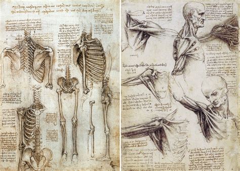 Leonardo Da Vinci The Anatomical Artist Drawing Academy Drawing