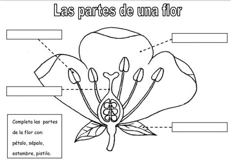 Ejercicio De Las Partes Y Funciones De La Flor Artofit