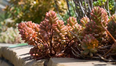 Succulent Plant With Pink And Green Leaves Stock Photo Image Of