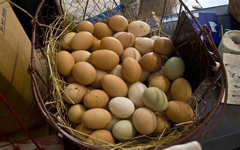 Apa Bedanya Telur Ayam Kampung Dan Negeri