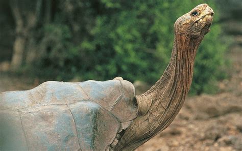 The Galápagos Tortoise Next Door Scientific American