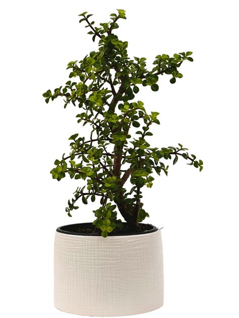 Crassula Dwarf Jade Bonsai With Pot 8 Pot Easy Care Houseplant