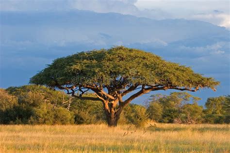 Chobe National Park Parc National National Parks Zimbabwe Trees And