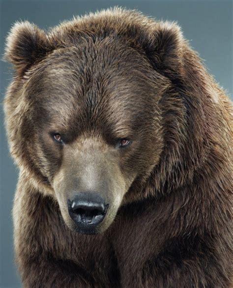 Portraits Of Bears By Jill Greenberg 32 Photos Zeichnungen Tiere